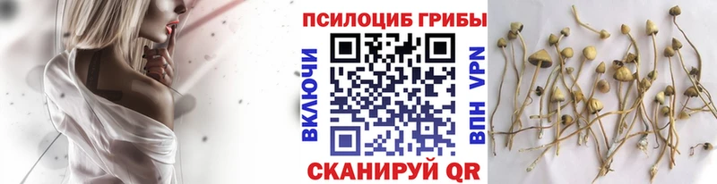 Псилоцибиновые грибы Cubensis Белозерск